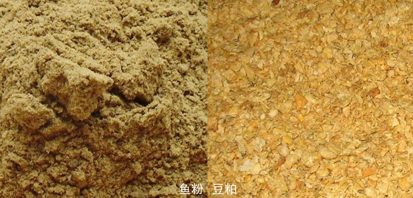 N310自动凯氏定氮仪测定鱼粉与豆粕蛋白质实例