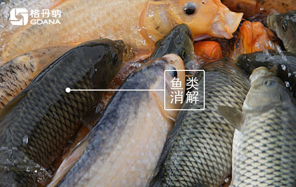 智能石墨消解仪对鱼类中铅的通用消解